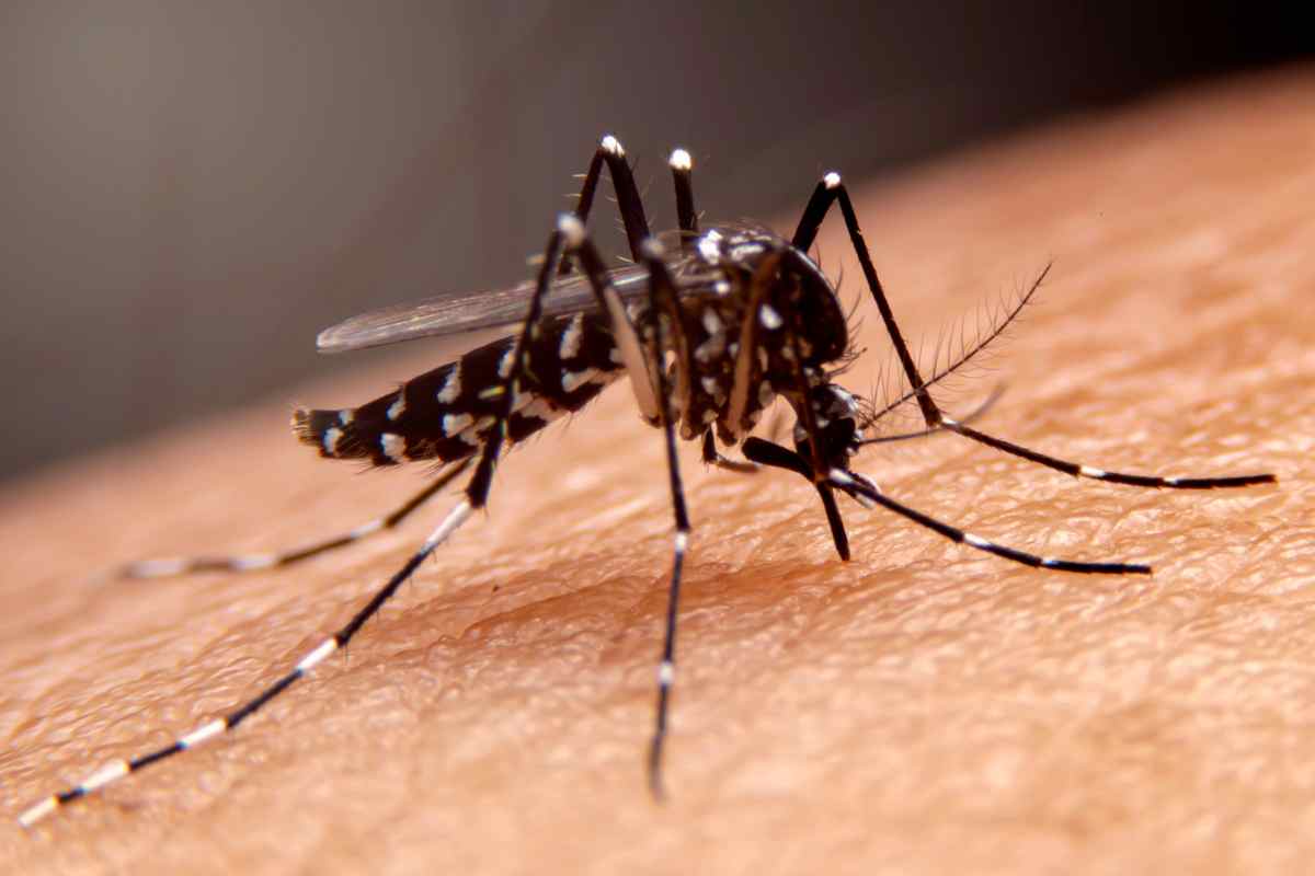Difendersi dalla dengue